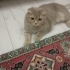 Merhaba bu kedimiz 1 buçuk yaşında kısır iki kedi olmaya müsait çok uysal ve sev fotoğraf