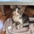 7 Haftalık aşıları kum eğitimi tam dünya güzeli BICIR 😻 fotoğraf