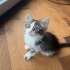 7 Haftalık aşıları kum eğitimi tam dünya güzeli BICIR 😻 fotoğraf