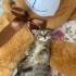 Şaşkaloz Yuva Arıyor fotoğraf
