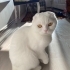 Yeni yuvasını arıyor fotoğraf