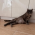 Anne ve 3 dişi yavruya acil yuva arıyoruz fotoğraf