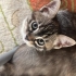 Anne ve 3 dişi yavruya acil yuva arıyoruz fotoğraf