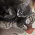 Anne ve 3 dişi yavruya acil yuva arıyoruz fotoğraf