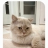 Çok akıllı güzel bir hayvan evinden atılmış fotoğraf