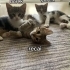 3 Tane 2 Aylık Erkek Tekir fotoğraf