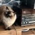 Ücretsiz sahiplenme Safkan siyam fotoğraf
