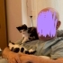 İki tane iki aylık dişi annesiz yavru kedi fotoğraf