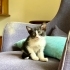 🐾 Yuva Arayan Miniklerimiz Var 🐾 fotoğraf
