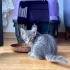 🐾 Yuva Arayan Miniklerimiz Var 🐾 fotoğraf