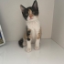 Yavru Kedi Yuva Ariyor fotoğraf