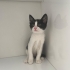 Iki Kardes Yavru Kedi Yuva Ariyor fotoğraf