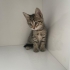 Iki Kardes Yavru Kedi Yuva Ariyor fotoğraf