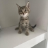 Iki Kardes Yavru Kedi Yuva Ariyor fotoğraf