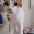 7 aylık erkek sarman kedi fotoğraf