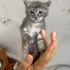 İş yerinde baktığımız 2 tatlı mı tatlı yavru kediye acil yuva arıyoruz fotoğraf