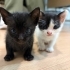 SICAK BIR AILEYE MUHTAÇ SİYAH YAVRU KEDİ fotoğraf