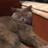 Kısırlaştırılmış oldukça uysal ve sağlıklı kedi fotoğraf
