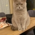 Kısırlaştırılmış oldukça uysal ve sağlıklı kedi fotoğraf