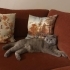 Kısırlaştırılmış oldukça uysal ve sağlıklı kedi fotoğraf