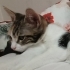 BIDIK'A SICAK BİR YUVA ARIYORUZ fotoğraf