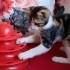 BIDIK'A SICAK BİR YUVA ARIYORUZ fotoğraf