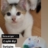 oyuncu yavrular ve anneleri sizinle tanışmak istiyorr fotoğraf
