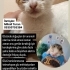 oyuncu yavrular ve anneleri sizinle tanışmak istiyorr fotoğraf