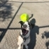 Kangal kırması stuff fotoğraf