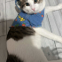acil yuva aranıyor fotoğraf
