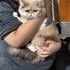 Çok güzel, sakin egzotik shorthair  dişi fotoğraf