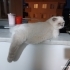 Scottish Fold Blue point için yuva arıyoruz fotoğraf