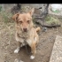 Köpeğime yeni sahip arıyorum fotoğraf