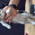 Dünya tatlısı kedi fotoğraf