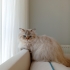Ball gibi tatlı pufy yuva arıyor fotoğraf