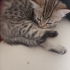 Ücretsiz tekir yavru kediler fotoğraf