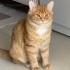Sevgi pıtırcığı, temas bağımlısı, oyun delisi Tarçın fotoğraf