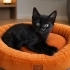 Dünyalar güzeli Leo yuvasına gitmeyi bekliyor fotoğraf