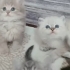 SON 2 BRİTİSH BEBEKLERİMİZ fotoğraf