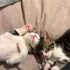 Uyumlu Oyuncu bebek kedi fotoğraf