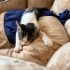 Uyumlu Oyuncu bebek kedi fotoğraf