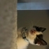 Erkek,3aylık,aşıları tam,panda gibi bebek fotoğraf