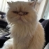 YAKLAŞIK 2 YAŞLARINDA PERSIAN..!! KISIR..!! fotoğraf