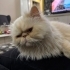 YAKLAŞIK 2 YAŞLARINDA PERSIAN..!! KISIR..!! fotoğraf