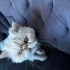 YAKLAŞIK 2 YAŞLARINDA PERSIAN..!! KISIR..!! fotoğraf