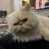 YAKLAŞIK 2 YAŞLARINDA PERSIAN..!! KISIR..!! fotoğraf