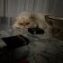 YAKLAŞIK 2 YAŞLARINDA PERSIAN..!! KISIR..!! fotoğraf