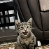 Şirin bebek ömürlük yuvasını arıyor fotoğraf