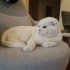 Scotish Fold, Çok akıllı sessiz kendi halinde fotoğraf