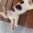Calico, küçücük,yaklaşık 2 aylık,dişi, sevgi dolu, oyuncu,ulaşımını sağlayacağım fotoğraf